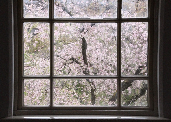 6569-１５．４．１２一重紅枝垂れ桜　窓から.jpg